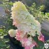Hydrangea paniculata 'Fraise Melba' - Aedhortensia 'Fraise Melba' P9/0,55L